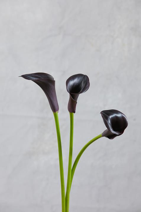 CANTOR  BLACK/ DARK PURPLE MINI CALLA LILIES